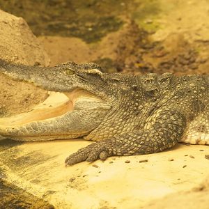 Siamese  Crocodile (Female)
