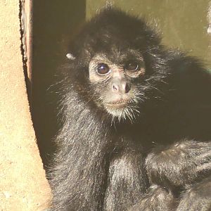 Black Faced Spider Monkey