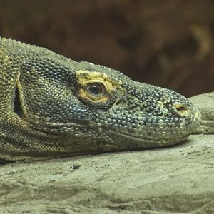 Komodo Dragon