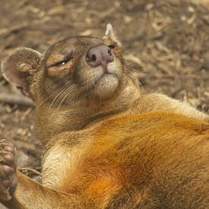 Fossa