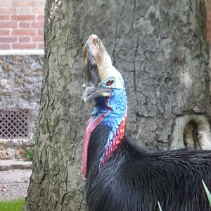 Southern cassowary