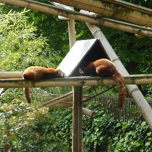 Red panda enclosure (old bear pit)