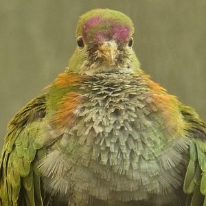 Superb Fruit Dove