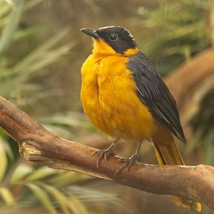 Snowy Crowned Robin Chat