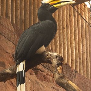 Rhinocerous Hornbill