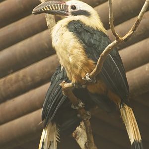 Visayan Hornbill