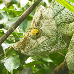 Parsons Chameleon