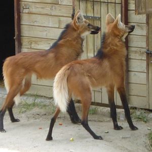 Maned wolves