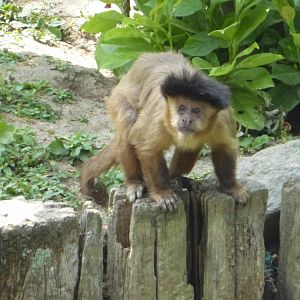 Brown capuchin
