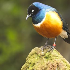 Superb Starling
