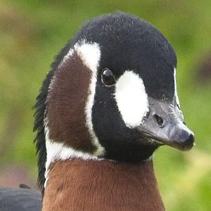 Red Breasted Goose