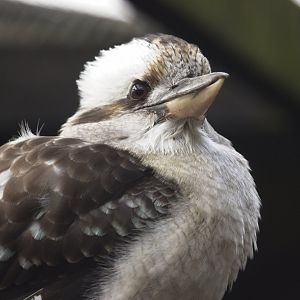Kookaburra