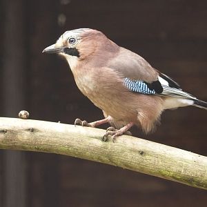 Eurasion Jay