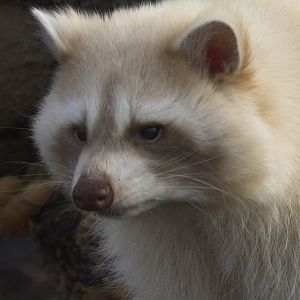 Common Raccoon (Leucistic)