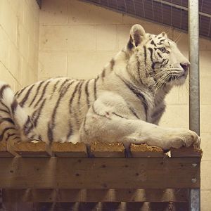 White Tiger