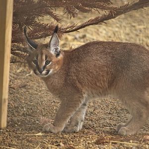 Caracal kitten