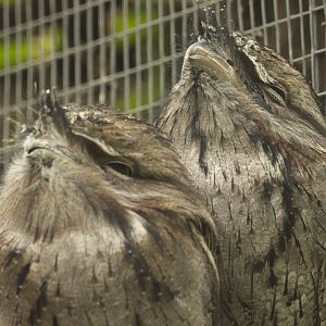 Tawny Frogmouths