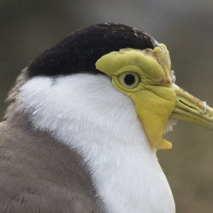 Yellow Wattled Plover