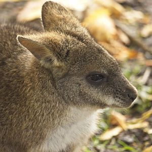 Parma Wallaby