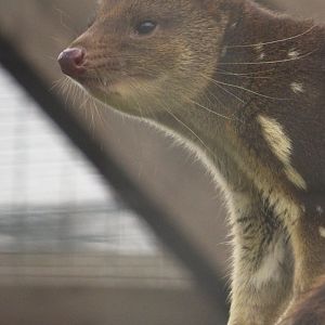 Tiger Quoll