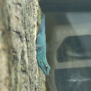 Williams Dwarf Gecko