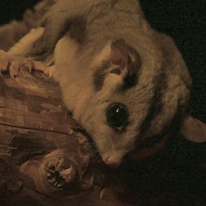 Squirrel Glider