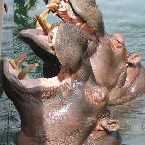 Common hippopotamus feeding