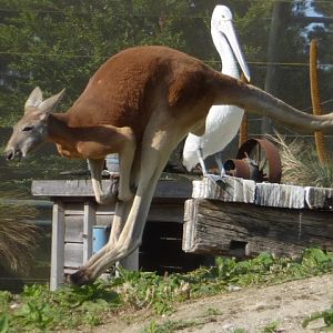Red kangaroo