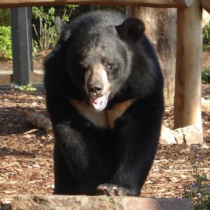 Asiatic black bear