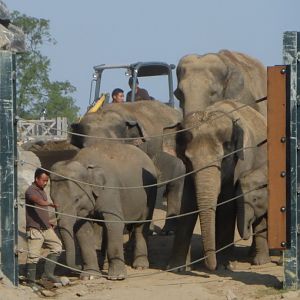 Asiatic elephants