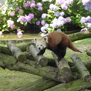 Red panda