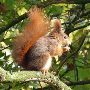 Wild red squirrel