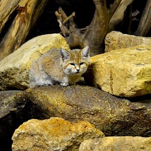 Arabian Sand Cat - December 2015