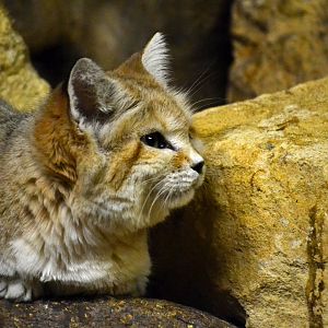 Arabian Sand Cat - December 2015