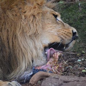 Asiatic Lion - December 2015