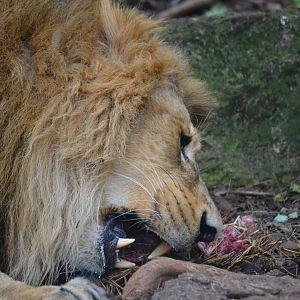 Asiatic Lion - December 2015