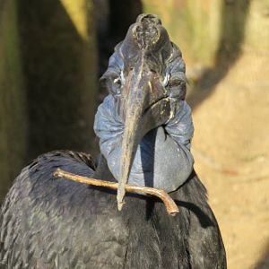 Northern ground hornbill