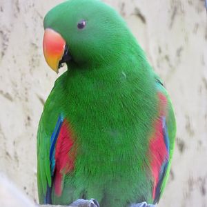 Male eclectus parrot