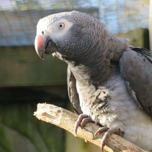 African grey parrot