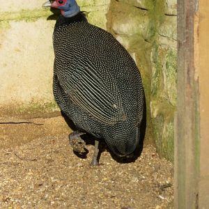 Crested guineafowl