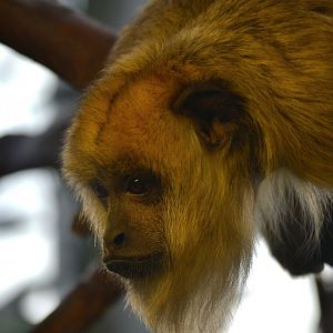 Blue and Gold Howler Monkey - December 2015