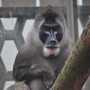 Drill - December 2015