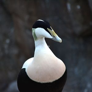 European Eider Duck - December 2015