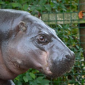 Pygmy Hippopotamus - December 2015