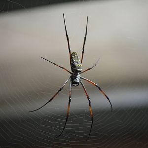 Red Legged Golden Orb Web Spider - December 2015