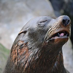 South American Fur Seal - December 2015
