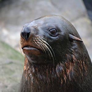 South American Fur Seal - December 2015