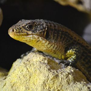Sudan Plated Lizard - December 2015