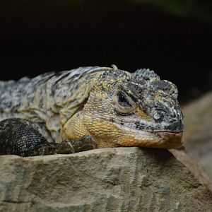 Utila Spiny Tailed Iguana - December 2015