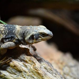 Western Chuckwalla - December 2015